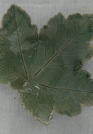 Sycamore leaf